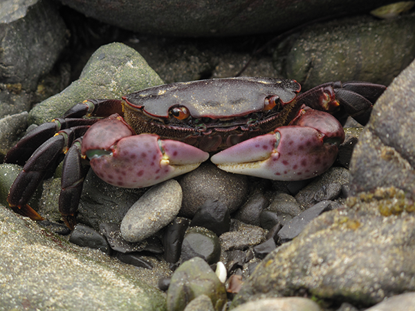 Non-molluscan Invertebrates Zoology